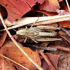 Praxibulus sp. (genus) at Mount Painter - 29 Feb 2024 11:45 AM