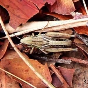 Praxibulus sp. (genus) at Mount Painter - 29 Feb 2024 11:45 AM