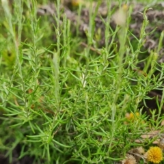 Chrysocephalum semipapposum (Clustered Everlasting) at Scrivener Hill - 27 Feb 2024 by Mike