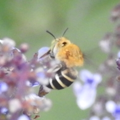 Amegilla (Zonamegilla) asserta (Blue Banded Bee) at ANBG - 29 Feb 2024 by HelenCross