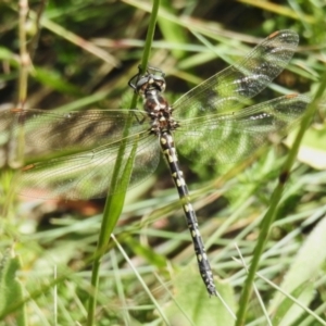 Synthemis eustalacta at Namadgi National Park - 28 Feb 2024 12:35 PM