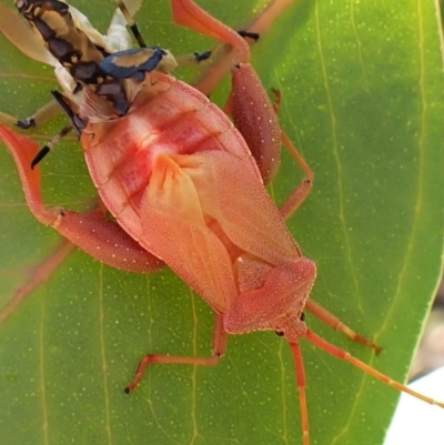 Amorbus alternatus (Eucalyptus Tip Bug) at Cook, ACT - 27 Feb 2024 by CathB