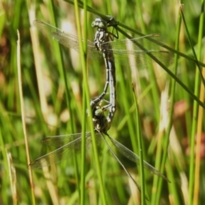 Austrogomphus guerini at Namadgi National Park - 25 Feb 2024