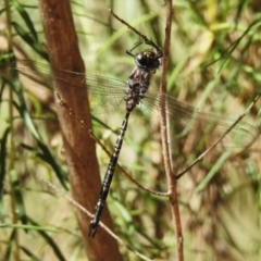 Austroaeschna multipunctata (Multi-spotted Darner) at Cotter River, ACT - 25 Feb 2024 by JohnBundock