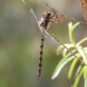 Austroaeschna multipunctata at Namadgi National Park - 25 Feb 2024