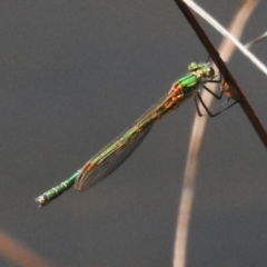 Austrolestes cingulatus (Metallic Ringtail) at Tharwa, ACT - 25 Feb 2024 by JohnBundock