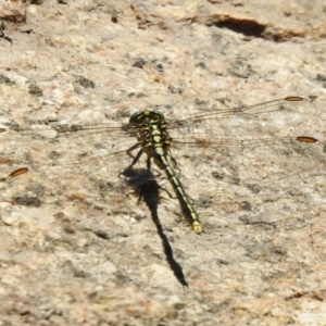 Austrogomphus guerini at Tharwa, ACT - 25 Feb 2024