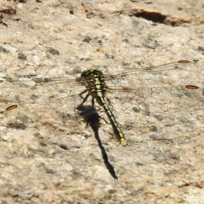 Austrogomphus guerini (Yellow-striped Hunter) at Tharwa, ACT - 25 Feb 2024 by JohnBundock