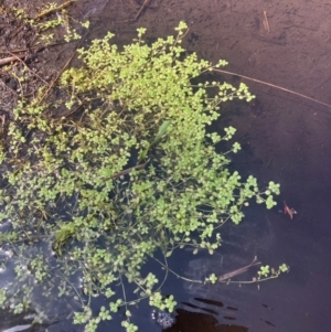 Callitriche stagnalis at Namadgi National Park - 28 Feb 2024