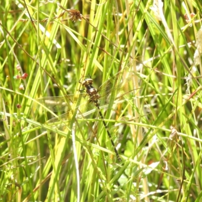 Synthemis eustalacta (Swamp Tigertail) at Gibraltar Pines - 25 Feb 2024 by JohnBundock