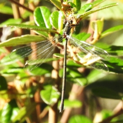 Synlestes weyersii (Bronze Needle) at Tharwa, ACT - 24 Feb 2024 by JohnBundock