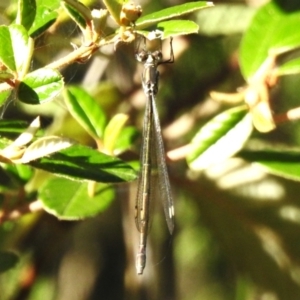 Synlestes weyersii at Namadgi National Park - 25 Feb 2024 09:31 AM