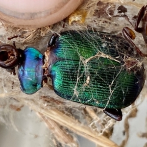 Calosoma schayeri at Molonglo River Reserve - 29 Feb 2024