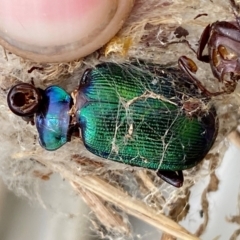 Calosoma schayeri at Molonglo River Reserve - 29 Feb 2024