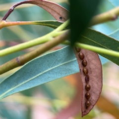 Coreidae (family) at Dawson Street Gardens - 29 Feb 2024 by Hejor1