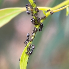 Eurymeloides pulchra at Dawson Street Gardens - 28 Feb 2024 by Hejor1