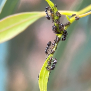 Eurymelinae (subfamily) at Dawson Street Gardens - 29 Feb 2024