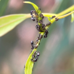 Eurymelinae (subfamily) at Dawson Street Gardens - 29 Feb 2024