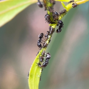 Eurymelinae (subfamily) at Dawson Street Gardens - 29 Feb 2024 09:15 AM