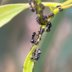 Eurymelinae (subfamily) at Dawson Street Gardens - 29 Feb 2024 09:15 AM