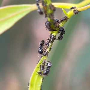 Eurymelinae (subfamily) at Dawson Street Gardens - 29 Feb 2024 09:15 AM