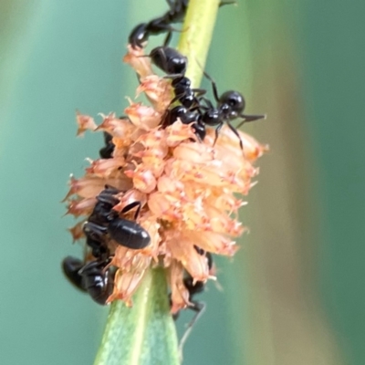 Anonychomyrma sp. (genus) (Black Cocktail Ant) at Dawson Street Gardens - 28 Feb 2024 by Hejor1
