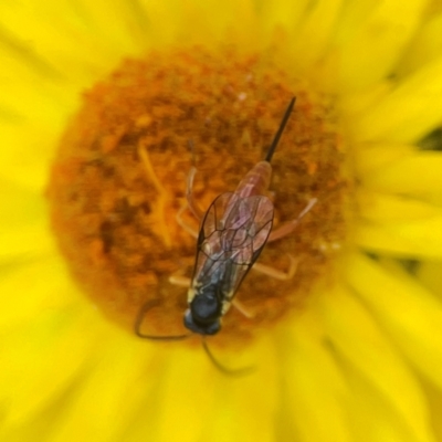 Ichneumonoidea (Superfamily) (A species of parasitic wasp) at Dawson Street Gardens - 28 Feb 2024 by Hejor1