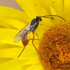 Ichneumonoidea (Superfamily) at Dawson Street Gardens - 29 Feb 2024 08:45 AM