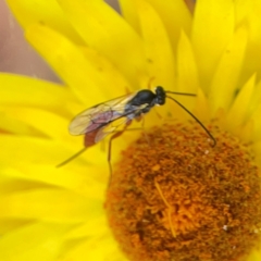 Ichneumonoidea (Superfamily) at Dawson Street Gardens - 29 Feb 2024 08:45 AM