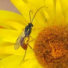 Ichneumonoidea (Superfamily) at Dawson Street Gardens - 29 Feb 2024 08:45 AM