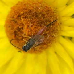 Ichneumonoidea (Superfamily) at Dawson Street Gardens - 29 Feb 2024 08:45 AM