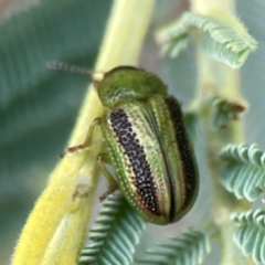 Calomela juncta (Leaf beetle) at Curtin, ACT - 28 Feb 2024 by Hejor1