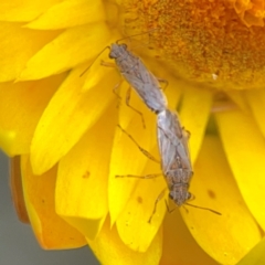 Miridae (family) (Unidentified plant bug) at Curtin, ACT - 28 Feb 2024 by Hejor1