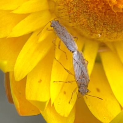 Miridae (family) (Unidentified plant bug) at Curtin, ACT - 28 Feb 2024 by Hejor1