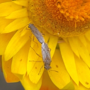 Miridae (family) at Dawson Street Gardens - 29 Feb 2024 10:22 AM