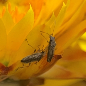 Miridae (family) at Dawson Street Gardens - 29 Feb 2024 10:03 AM