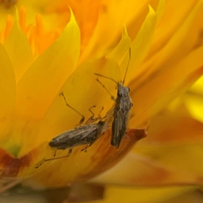 Miridae (family) (Unidentified plant bug) at Curtin, ACT - 28 Feb 2024 by Hejor1