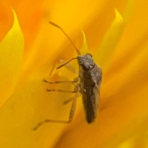 Miridae (family) at Dawson Street Gardens - 29 Feb 2024 10:03 AM