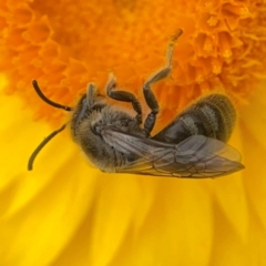 Lasioglossum (Chilalictus) lanarium (Halictid bee) at Dawson Street Gardens - 28 Feb 2024 by Hejor1