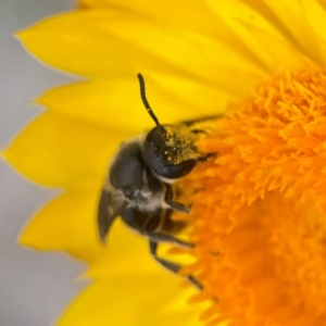 Lasioglossum (Chilalictus) lanarium at Dawson Street Gardens - 29 Feb 2024 10:01 AM