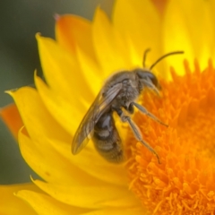 Lasioglossum (Chilalictus) lanarium at Dawson Street Gardens - 29 Feb 2024