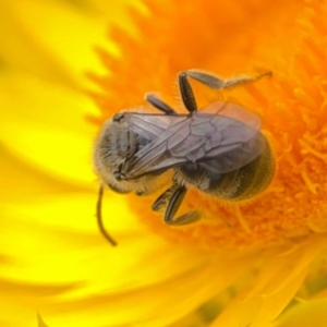 Lasioglossum (Chilalictus) lanarium at Dawson Street Gardens - 29 Feb 2024 10:01 AM