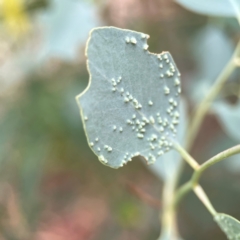 Ophelimus (genus) (Eucalyptus gall wasp) at Dawson Street Gardens - 29 Feb 2024 by Hejor1