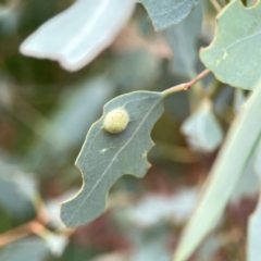 Unidentified Eucalyptus Gall at Curtin, ACT - 28 Feb 2024 by Hejor1