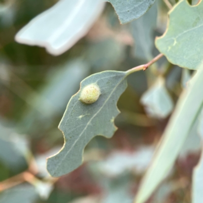 Unidentified Eucalyptus Gall at Dawson Street Gardens - 29 Feb 2024 by Hejor1