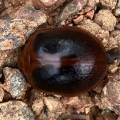 Dicranosterna immaculata (Acacia leaf beetle) at Dawson Street Gardens - 29 Feb 2024 by Hejor1