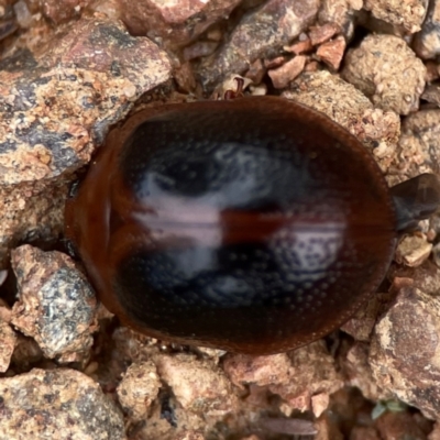 Dicranosterna immaculata (Acacia leaf beetle) at Dawson Street Gardens - 29 Feb 2024 by Hejor1