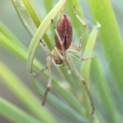 Cheiracanthium gracile (Slender sac spider) at Curtin, ACT - 28 Feb 2024 by Hejor1