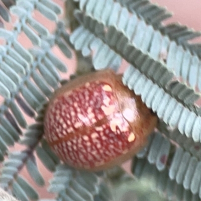 Paropsisterna decolorata (A Eucalyptus leaf beetle) at Curtin, ACT - 28 Feb 2024 by Hejor1