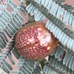 Paropsisterna decolorata at Dawson Street Gardens - 29 Feb 2024 09:37 AM